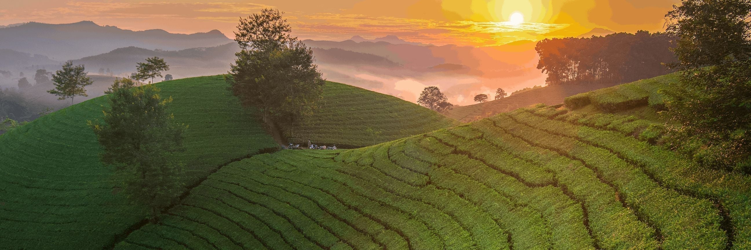 Von der Teepflanze zur perfekten Tasse: Der ultimative Tee-Guide