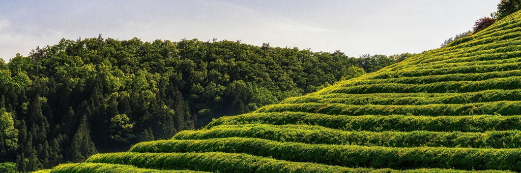 Welcher Tee passt zu mir?